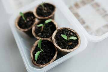 Cucumber plant in seedling peat pot on a rustic wooden table. Young seedlings tomato with water...