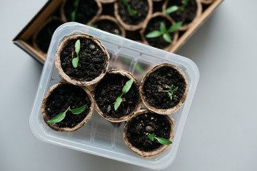 Cucumber plant in seedling peat pot on a rustic wooden table. Young seedlings tomato with water...