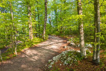 Hiking trail in the lower lakes section of the park, Plitvice Lakes National Park, Croatia