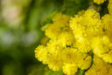 Fleurs de mimosa, macro. 