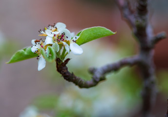 flowering tree branch