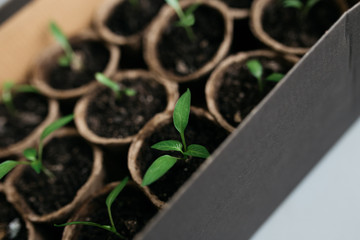 Cucumber plant in seedling peat pot on a rustic wooden table. Young seedlings tomato with water...