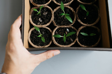 Cucumber plant in seedling peat pot on a rustic wooden table. Young seedlings tomato with water...