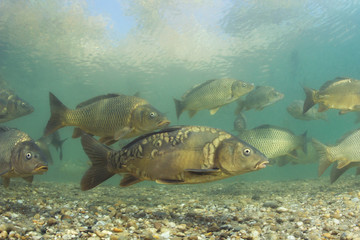 Freshwater fish carp (Cyprinus carpio) in the beautiful clean pound.Group of carps swimming in the...