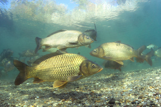 Freshwater fish carp (Cyprinus carpio) in the beautiful clean pound.Group of carps swimming in the clear water. Underwater photography in the lake. Wild life animal. Carp in the nature habitat.