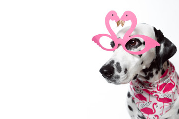 Dalmatian dog in bandana and wearing the pink flamingo sunglasses on white background. Valentines day. Party concept. Copy space. Place for text