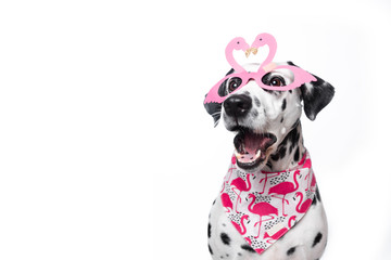 Dalmatian dog in bandana and wearing the pink flamingo sunglasses on white background. Dog with open mouth. Valentines day. Party concept. Copy space. Place for text