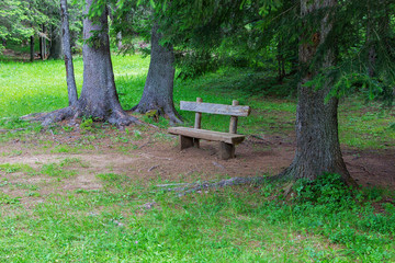 Wooden bench in the forest among coniferous trees and grass