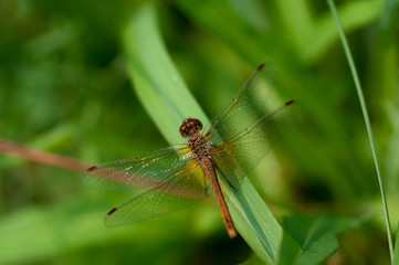 Dragonfly brown color on green grass