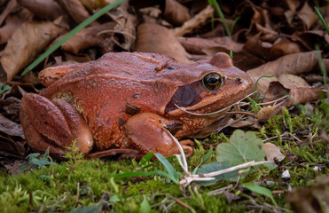 Rana bermeja dalmatina