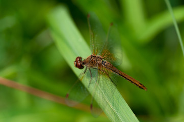 Dragonfly brown color on green grass