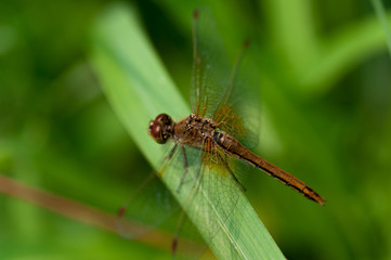 Fototapeta premium Dragonfly brown color on green grass