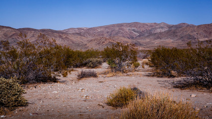 Joshua Tree National Park