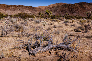 Old Root and hills at Joshua Tree National Park