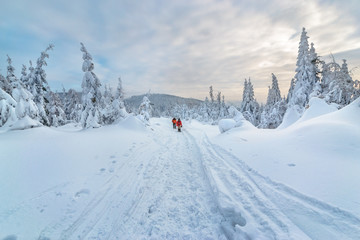 Fototapeta premium Tourists in bright sportswear trekking in a winter forest in Silesian Beskids.