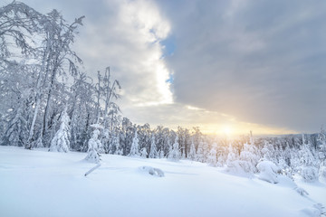 Sunny evening on the edge of the winter forest in Silesian Beskid mountains.