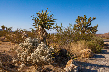 Joshua tree