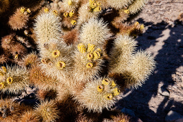 Joshua tree