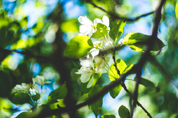 Blooming apple tree flowers closeup with bokeh background, spring vibes, selective focus