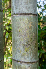 Engravings on the bark of a bamboo, bamboo cane with carvings closeup, vandalism in botanical garden
