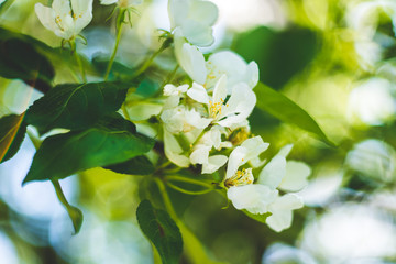 Blooming apple tree flowers closeup with bokeh background, spring vibes, selective focus