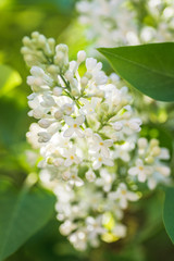 Blooming lilac flowers closeup with bokeh background, spring vibes, selective focus