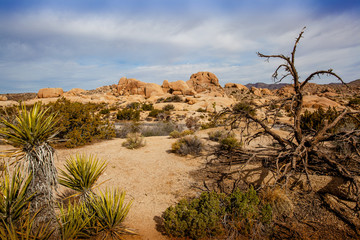 joshua tree in the desert