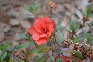 Red Flower close up