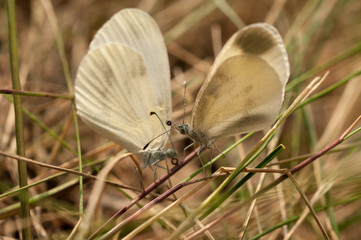 Butterfly Whitefish pea, Latin Leptidea sinapis