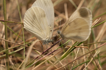 Butterfly Whitefish pea, Latin Leptidea sinapis