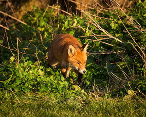 Red Fox British Wildlife
