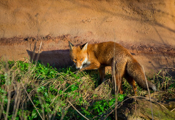 Red Fox British Wildlife