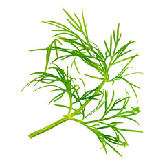 Fresh dill herb isolated on white background