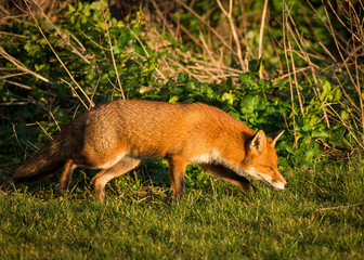 Red Fox British Wildlife