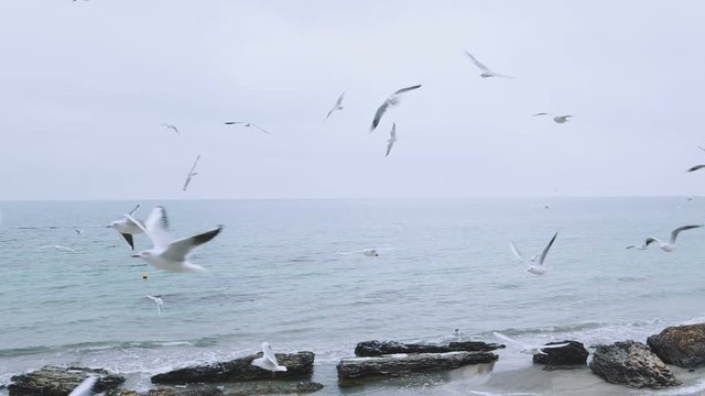 A flock of seagulls on the sea beach. slow motion close-up shot. A flock of wild birds over the beach