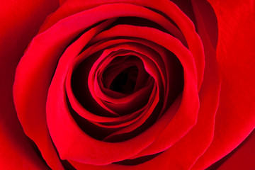 Red Rose Closeup