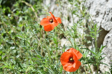 red poppy in field