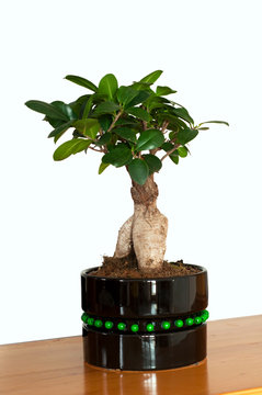 Close up view of a beautiful Bonsai Ficus Ginseng in a black pot. Bonsai Ficus Ginseng isolated on white background