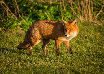 Red Fox British Wildlife