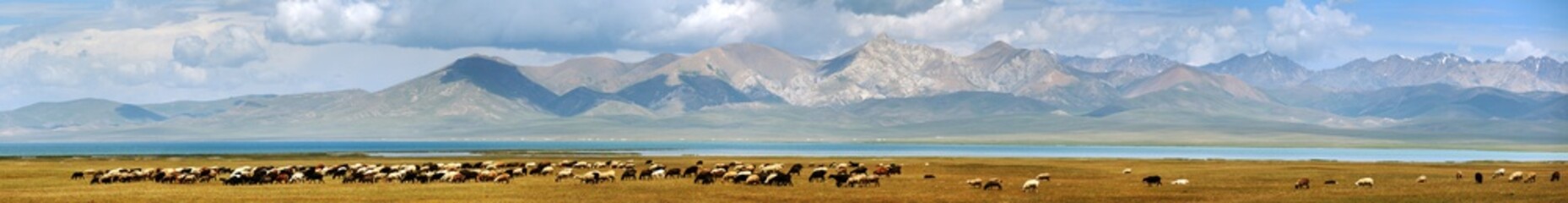 goads and sheeps on pastureland and Son-kul lake