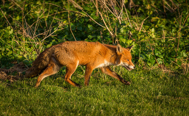 Naklejka na ściany i meble Red Fox British Wildlife