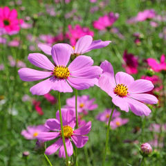 colorful genus zinnia or cosmos flower in the garden
