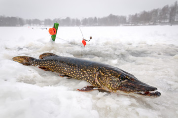 Winter pike fishing in Sweden