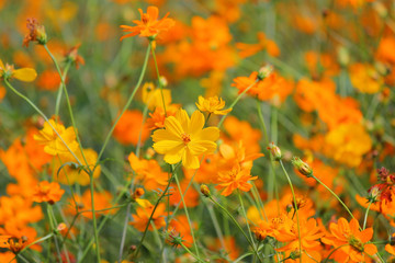 genus zinnia or cosmos flower in the garden