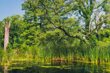 Fototapeta na wymiar tree in a wetlands
