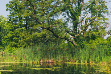tree in a wetlands