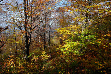 bright and beautiful autumn in the mountains