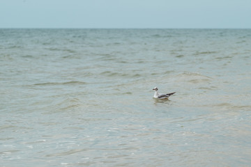 Seagull on the waves