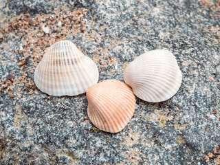 Seashells on the rocks at the beach