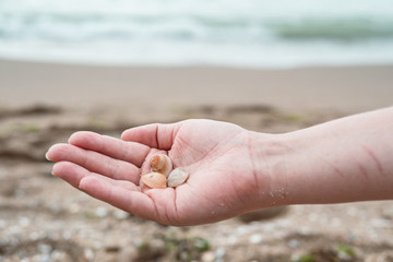 Hands holding sea shells